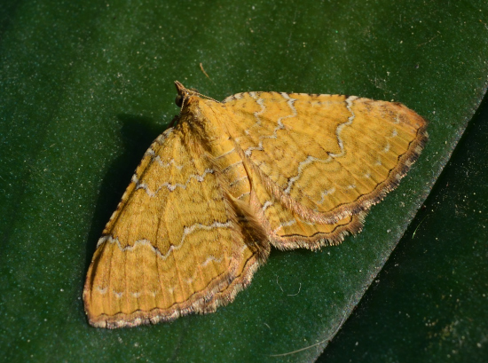 Camptogramma bilineata, Geometridae